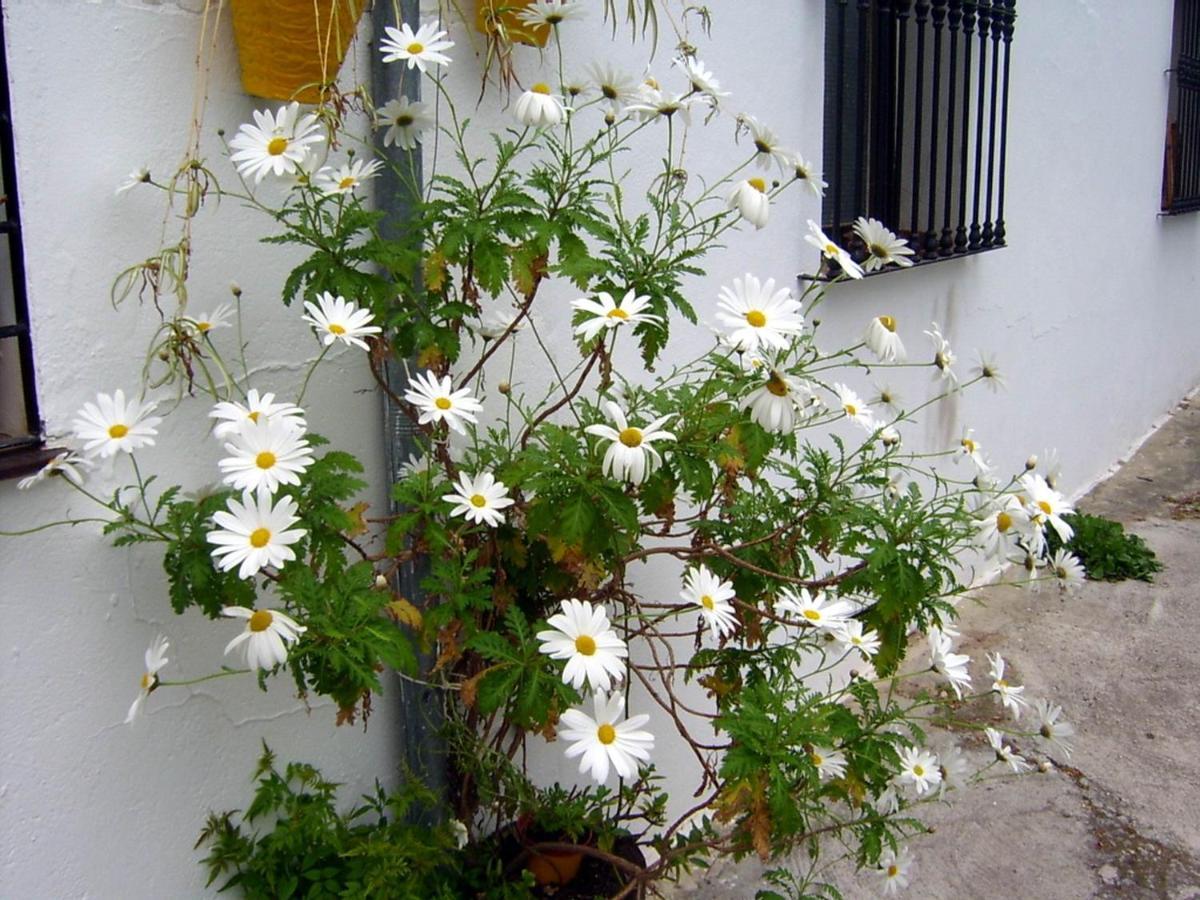 Mi Casa En Benamahoma Apartment Exterior photo